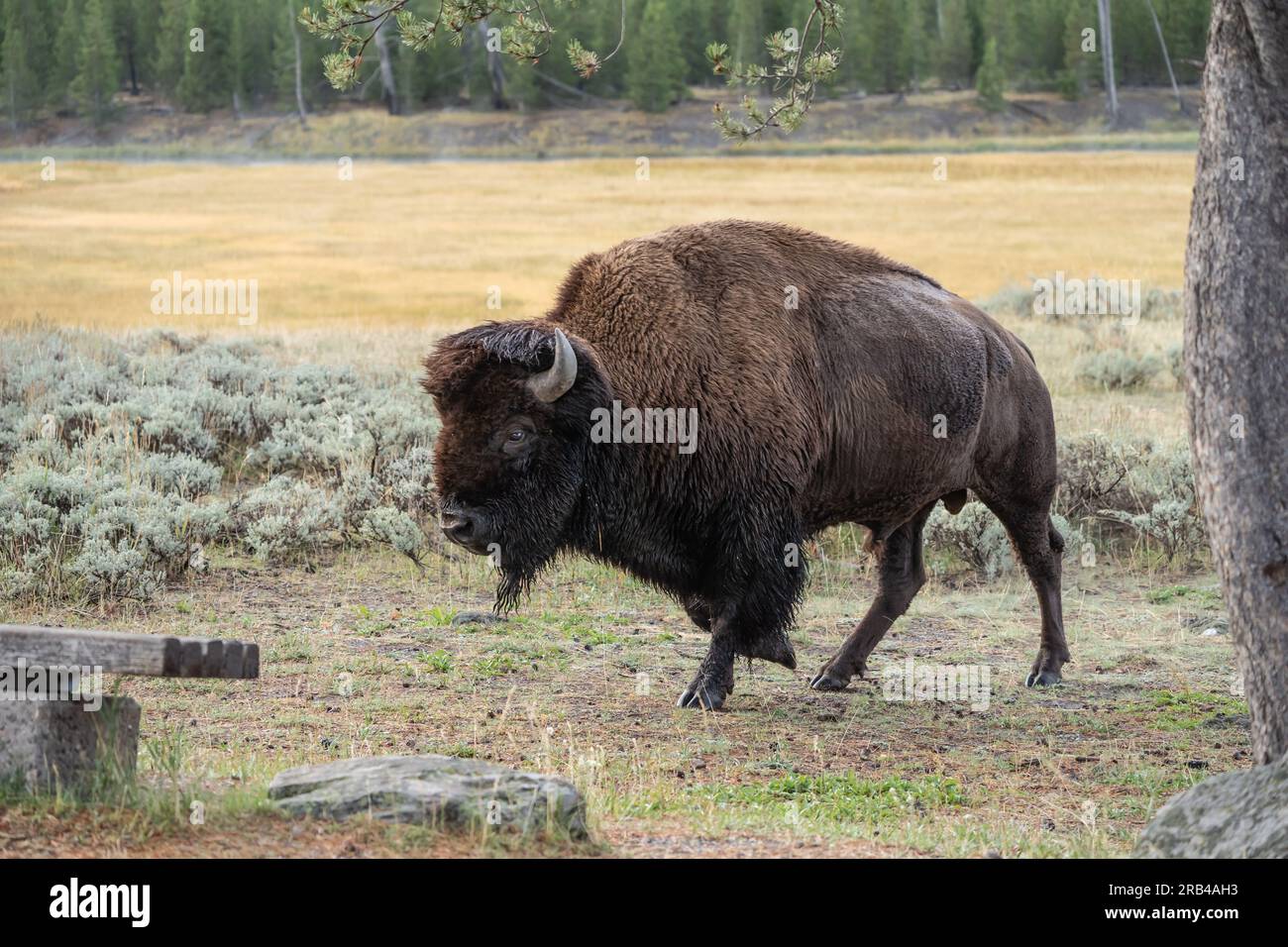 Vista laterale del Bison Walking nel parco nazionale di Yellowstone, autunno Foto Stock