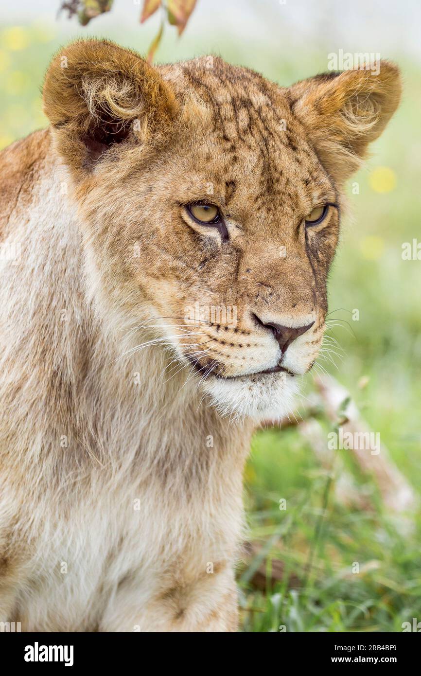 Testa e volto dettagliati del giovane leone africano (Panthera leo), all'aperto presso l'attrazione turistica Worcestershire: West Midland Safari Park, Bewdley, Regno Unito. Foto Stock