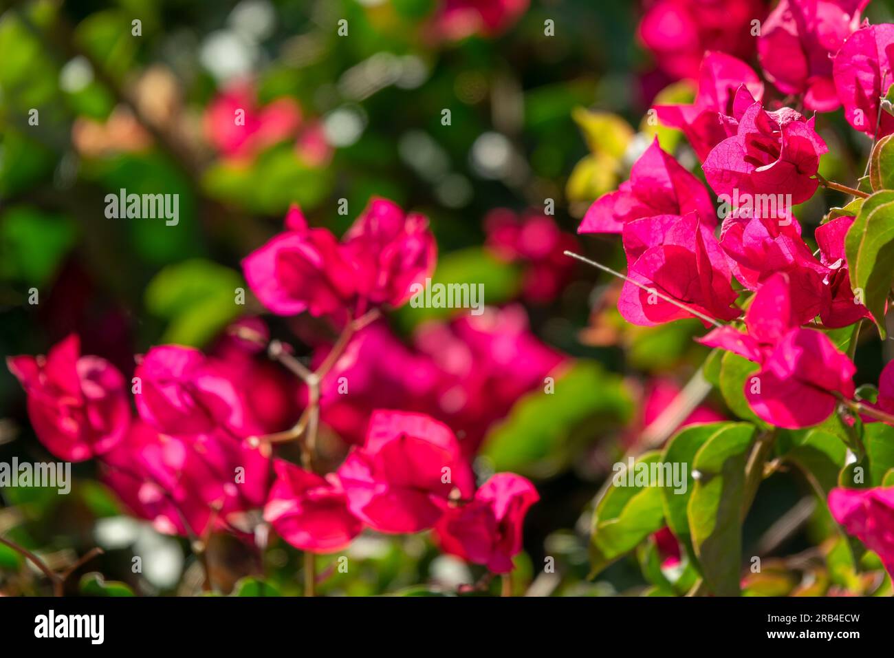 Primo piano dei fiori di boungainvillea Foto Stock