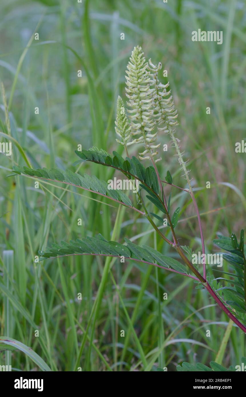 Il Milkvetch canadese, Astragalus canadensis Foto Stock