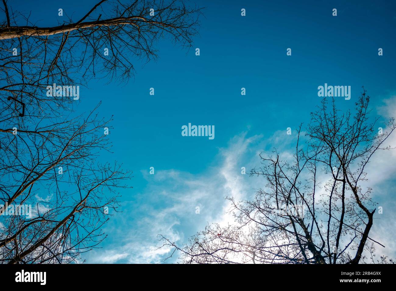 Rami autunnali sul cielo blu nuvoloso Foto Stock