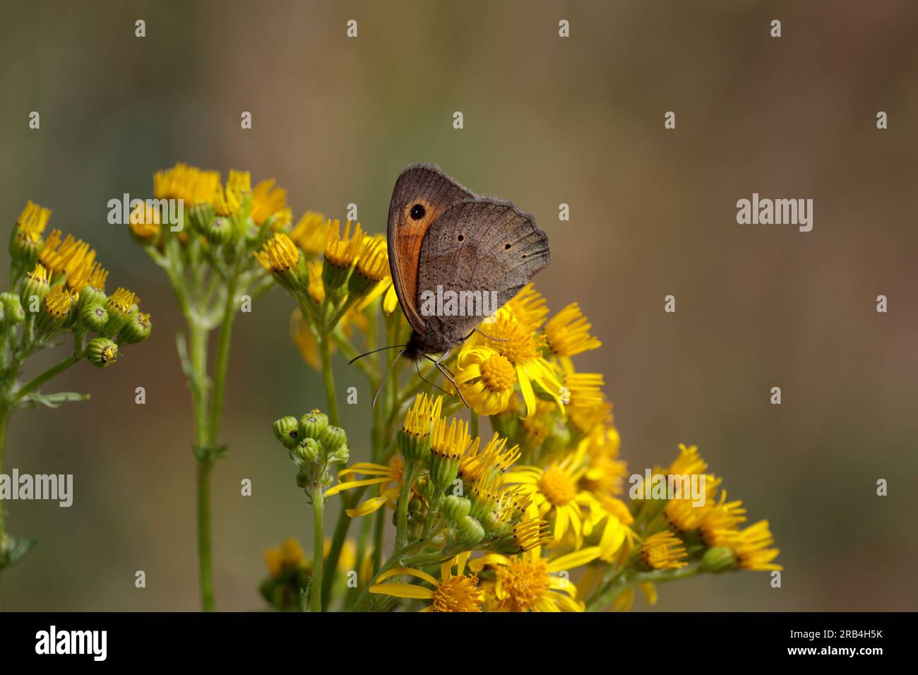 Farfalla marrone prato Maniola jurtina, alimentazione di ragwort comune Senecio jacobaea, ali marroni affumicate toppa arancione con marcatura oculare, fiori gialli Foto Stock