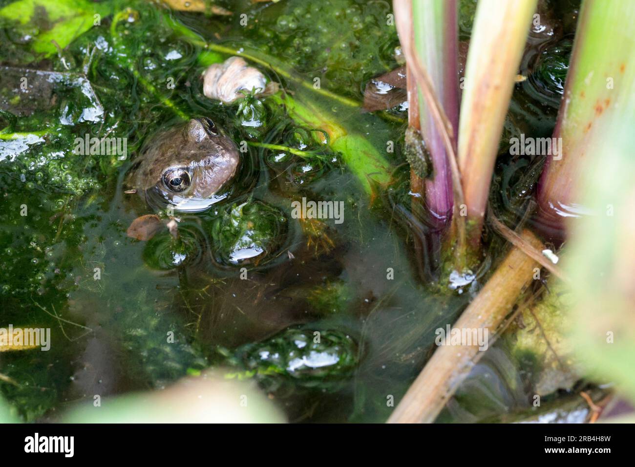 Rana comune Rana temporaria, in un piccolo laghetto da giardino che lancia la testa fuori dall'erbaccia d'acqua con uno strato di superficie trasparente scivola sul viso, gli occhi spalancati Foto Stock