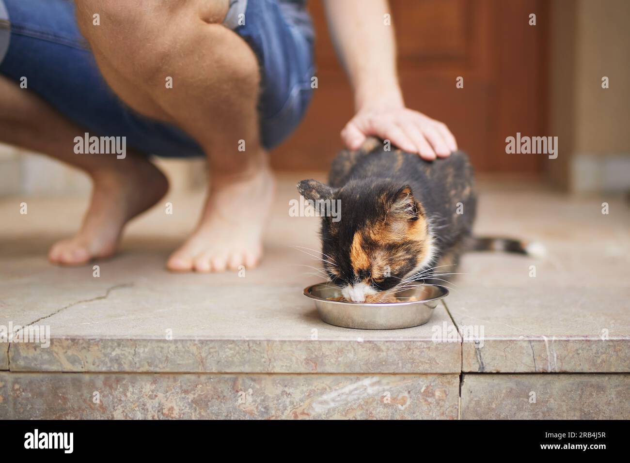 Uomo che accarezza il gatto tabby mentre mangia dalla ciotola. Il proprietario di animali domestici dà da mangiare per il gatto davanti alla porta della casa. Foto Stock
