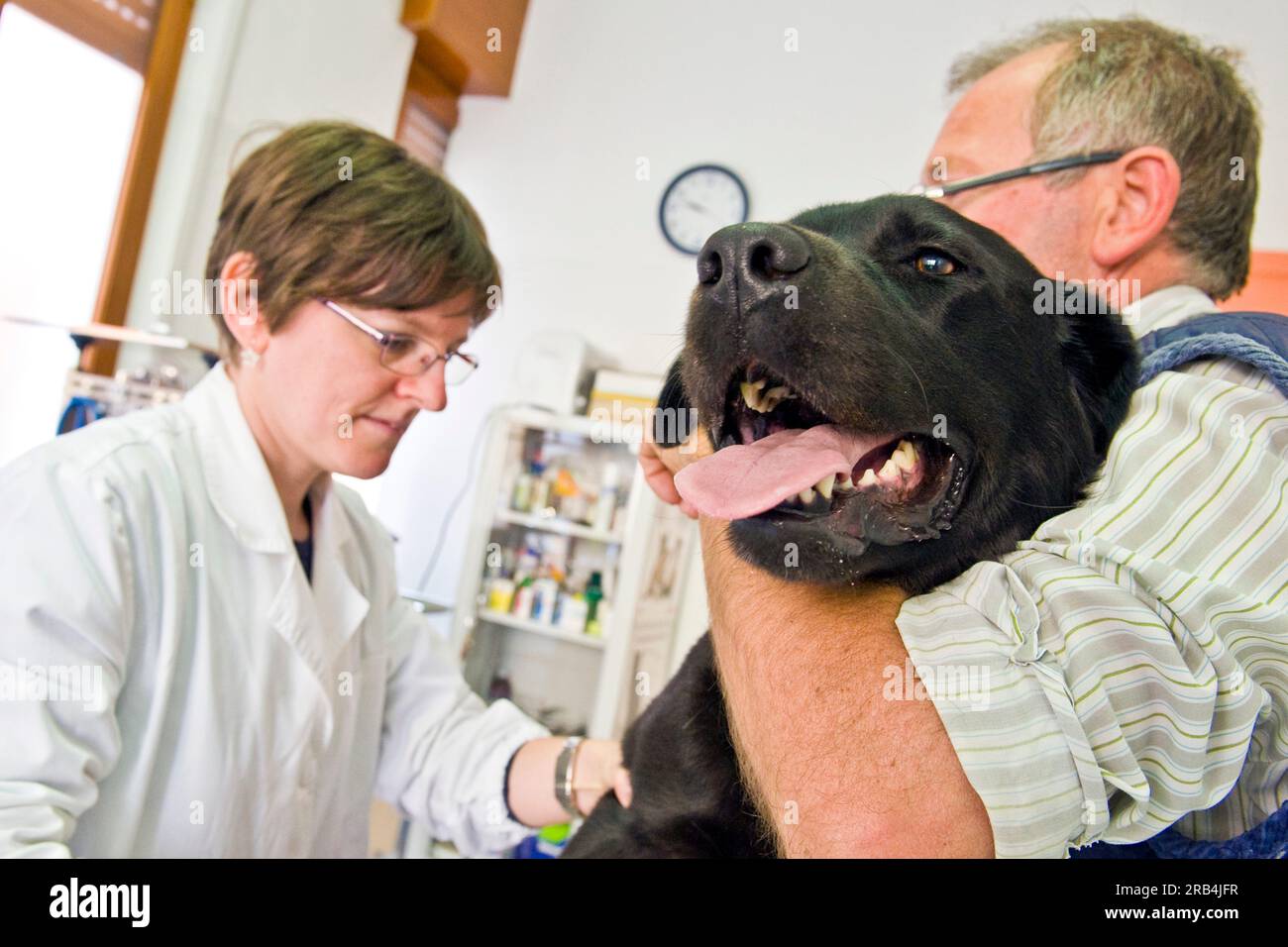 Veterinario Foto Stock