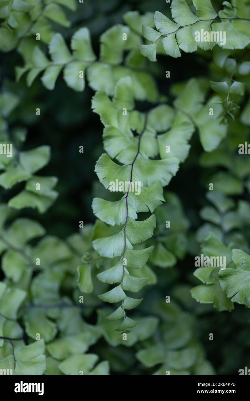Primo piano di una pianta di felce di maidenhair. Foto Stock