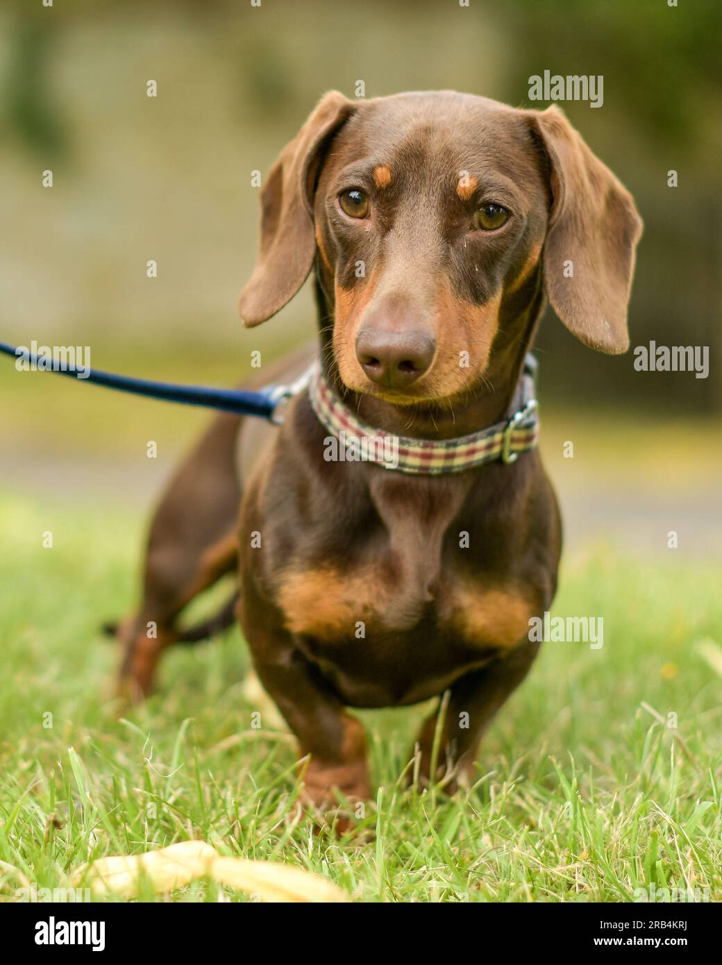 Daschsund Foto Stock