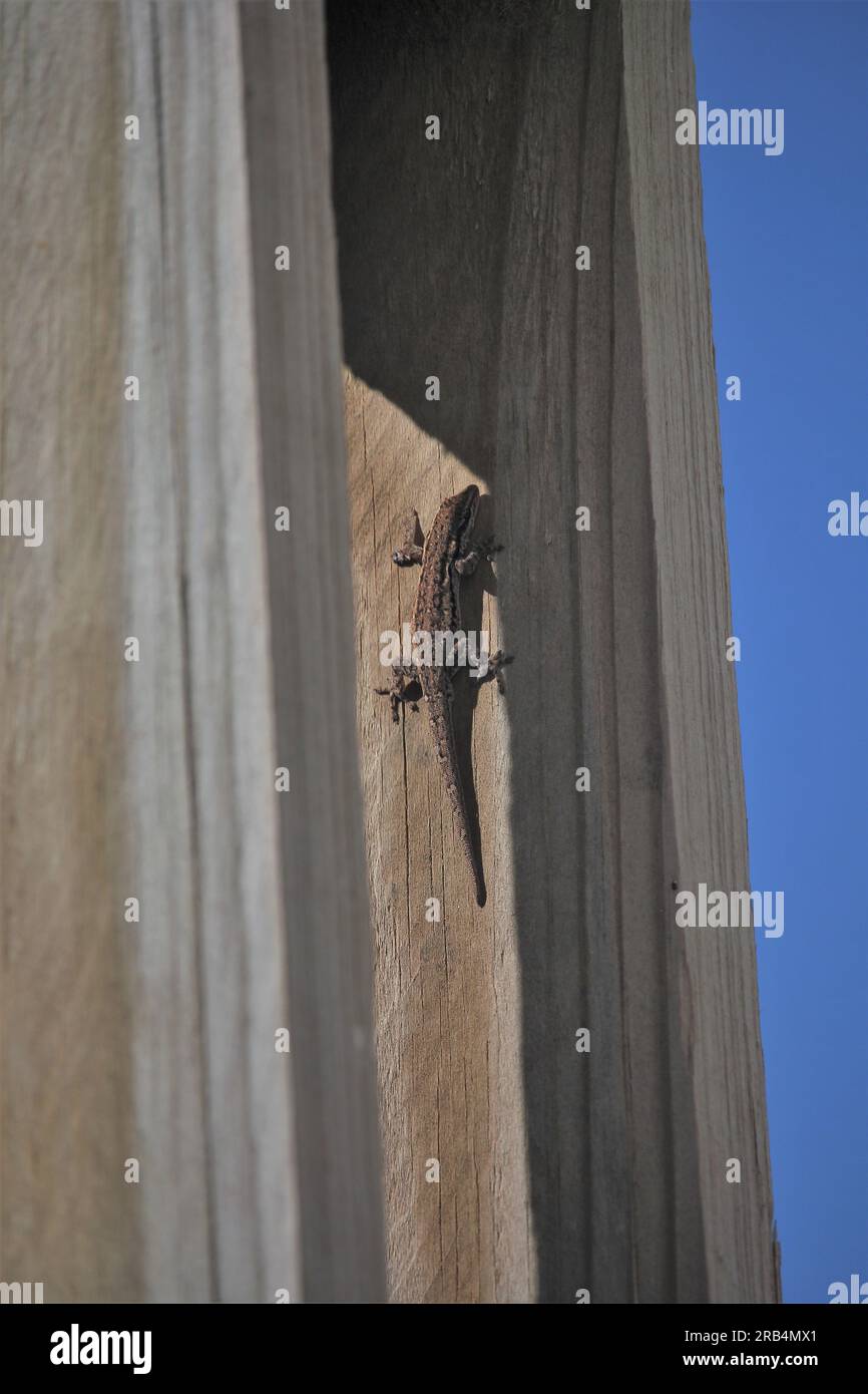 Cape Day Dwarf Gecko (Lygodactylus capensis) su un muro di legno a Cannon Rocks, Sudafrica Foto Stock