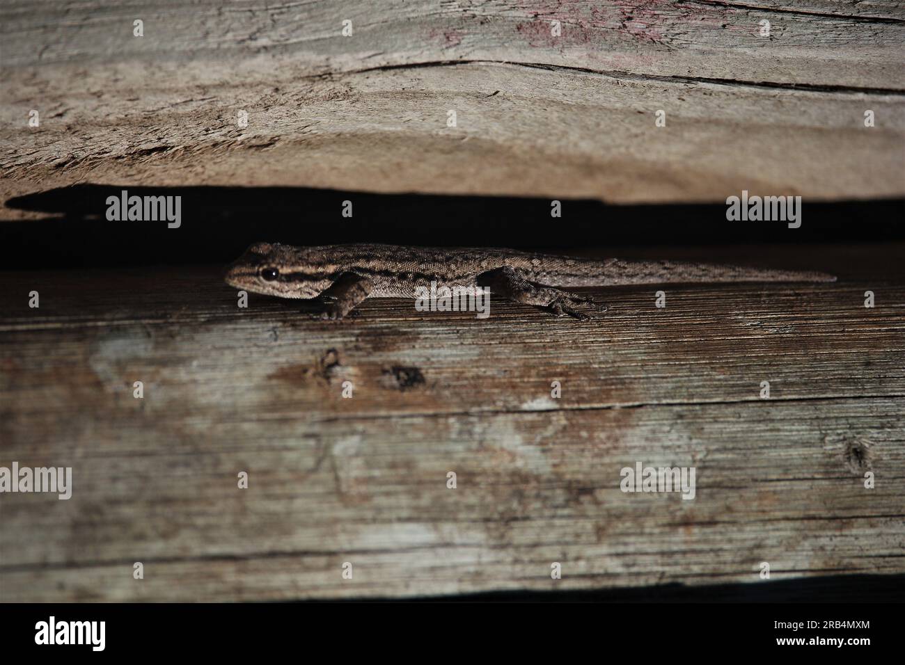 Cape Day Dwarf Gecko (Lygodactylus capensis) su un muro di legno a Cannon Rocks, Sudafrica Foto Stock