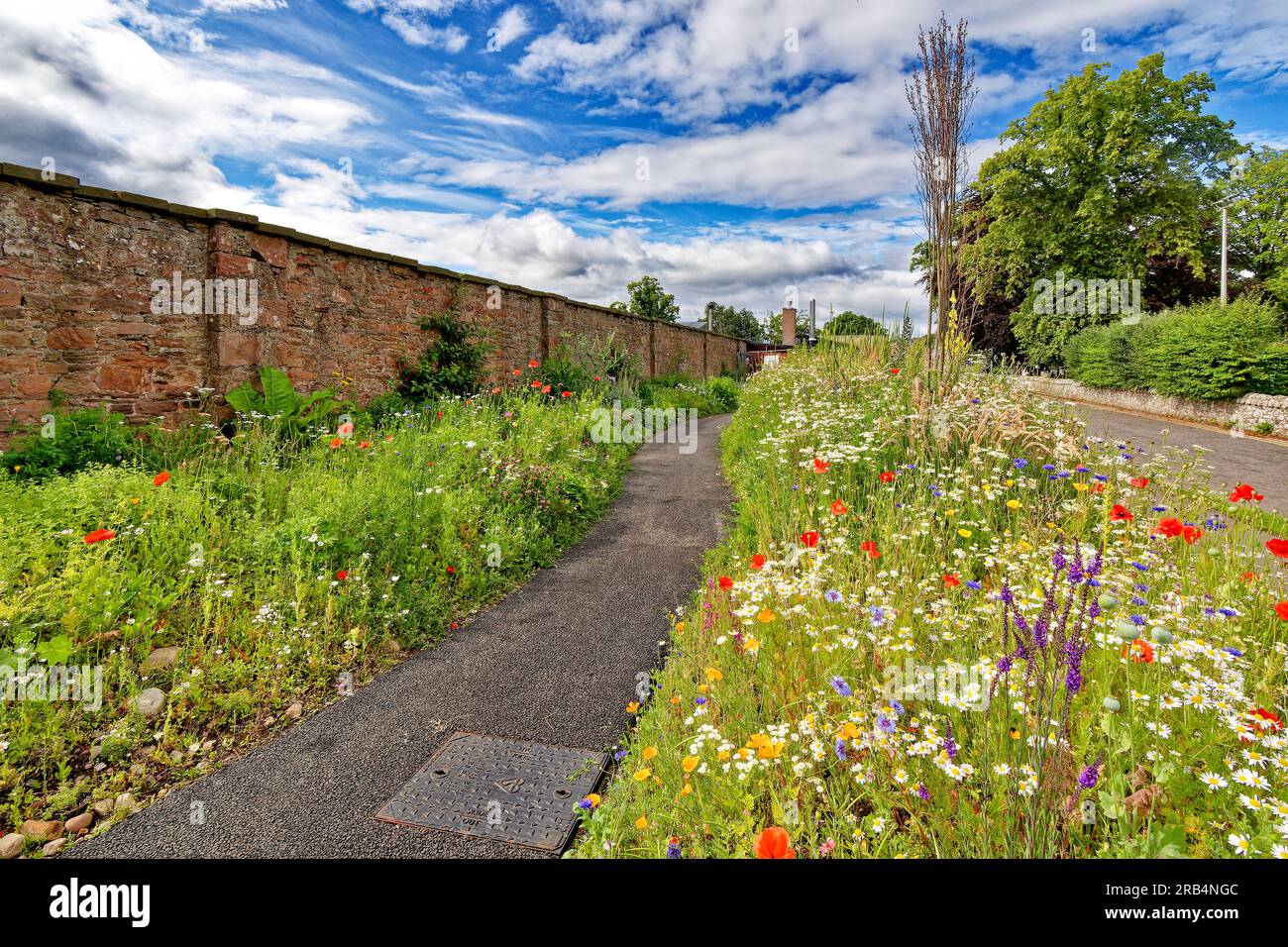 Inverness Botanic Gardens Scozia colorati fiori selvatici crescono nei letti lungo il sentiero che porta ai giardini in estate Foto Stock
