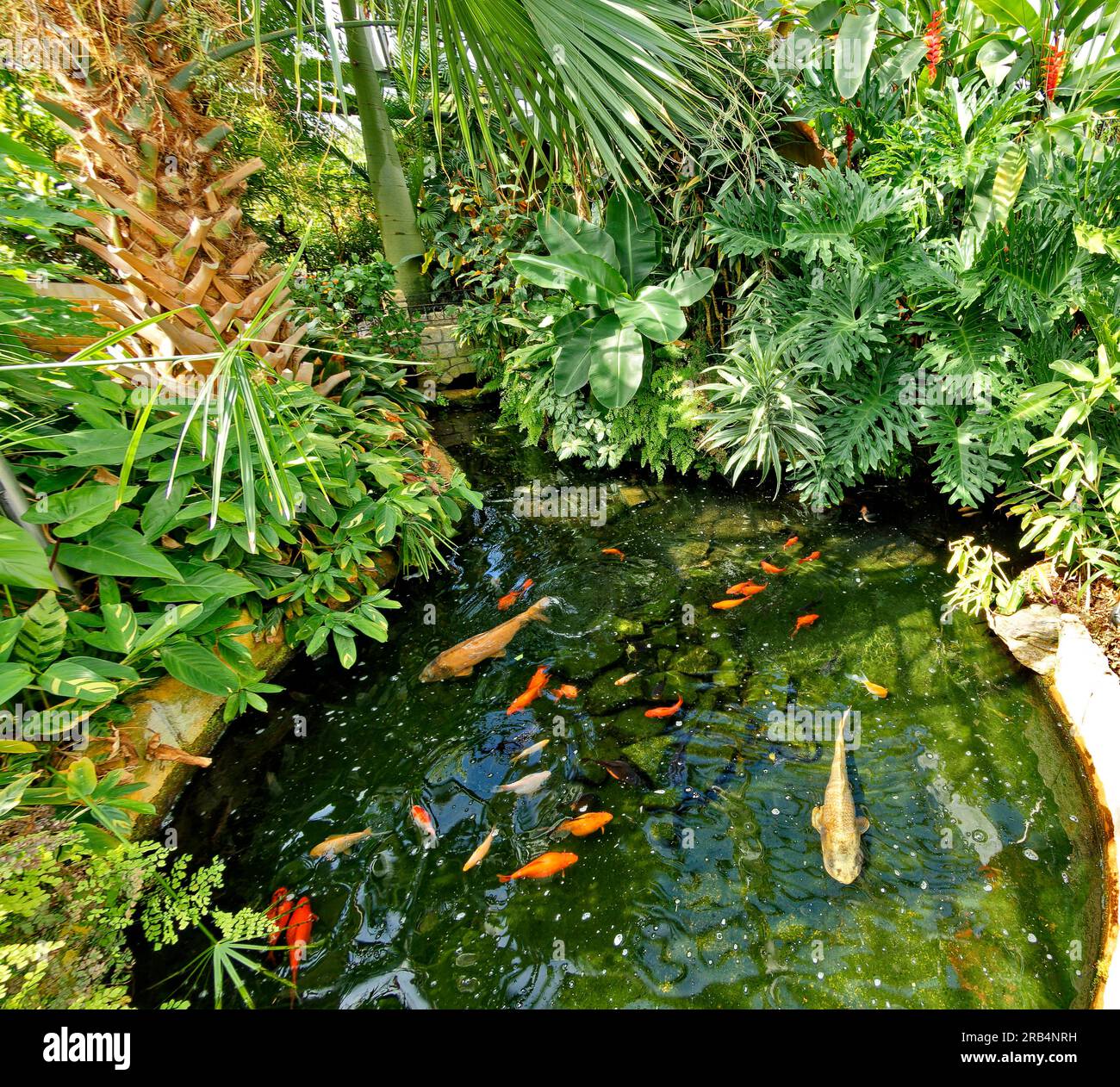 Inverness Botanic Gardens, laghetto con pesci di Scozia e pesci circondati da piante nella serra tropicale in estate Foto Stock