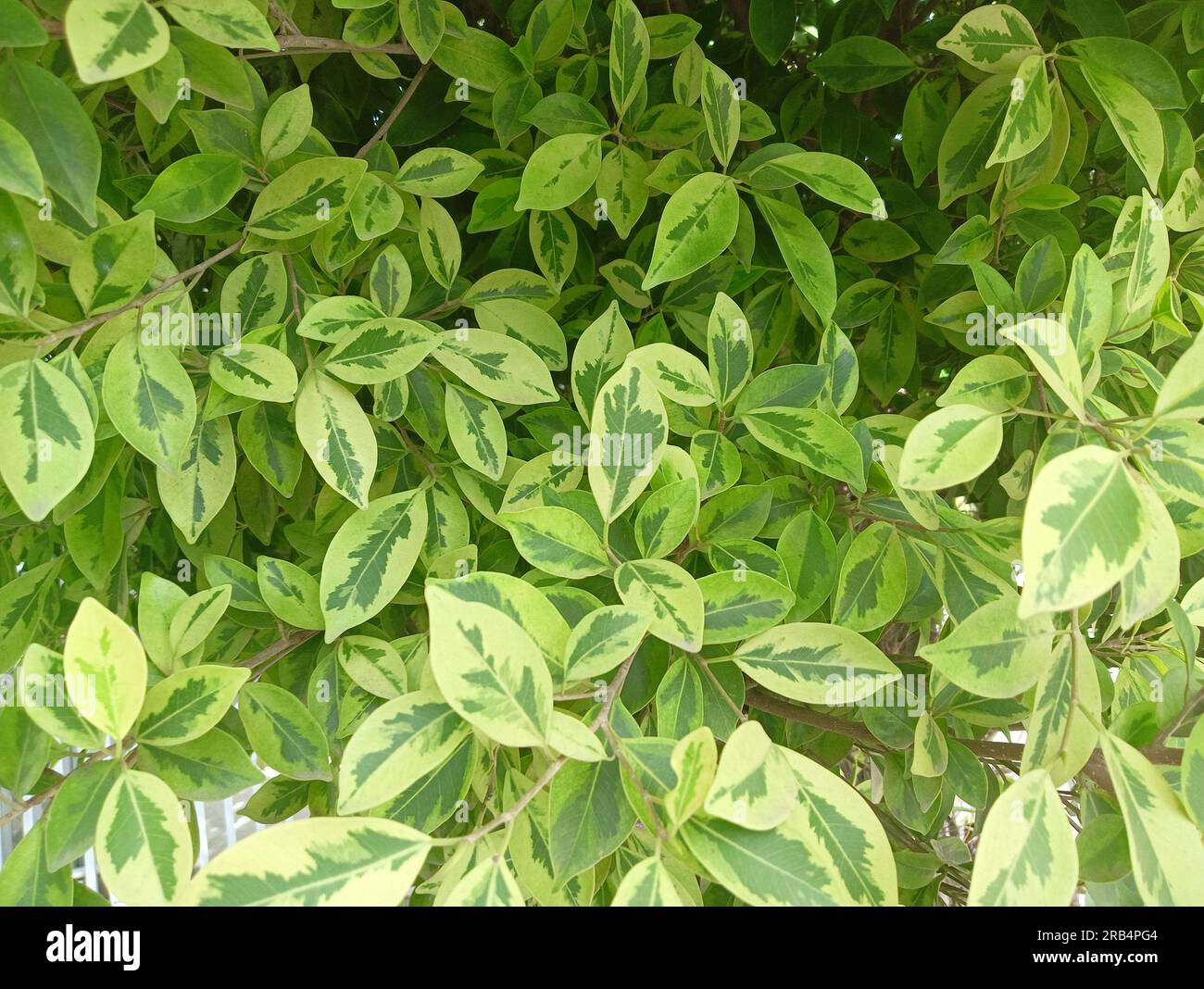 Foto ravvicinata delle foglie di Ficus variegata durante il giorno quando esposte al sole. Foto Stock