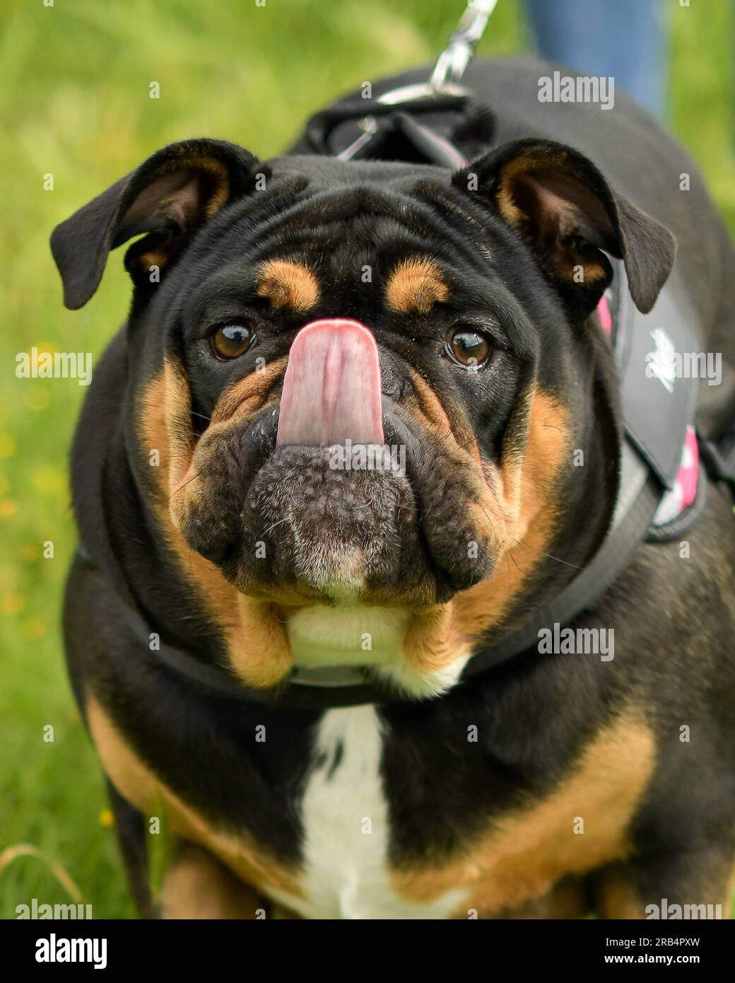 Bulldog inglese Foto Stock