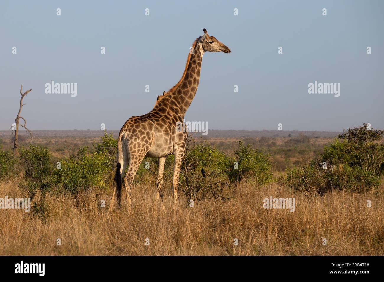 Giraffa Foto Stock