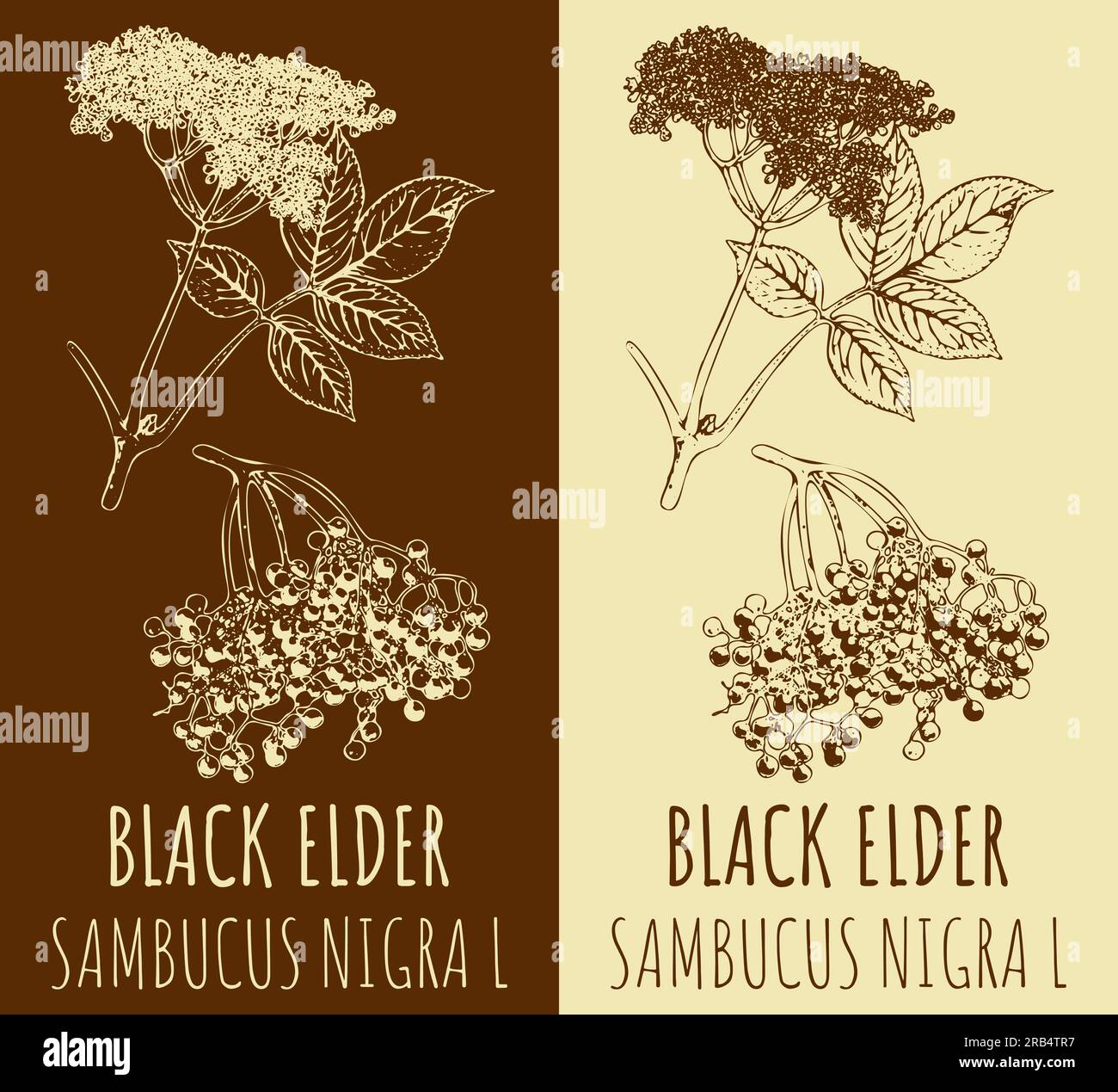 Disegno ANZIANO NERO. Illustrazione disegnata a mano. Il nome latino è SAMBUCUS NIGRA SAMBUCUS NIGRA L. Foto Stock