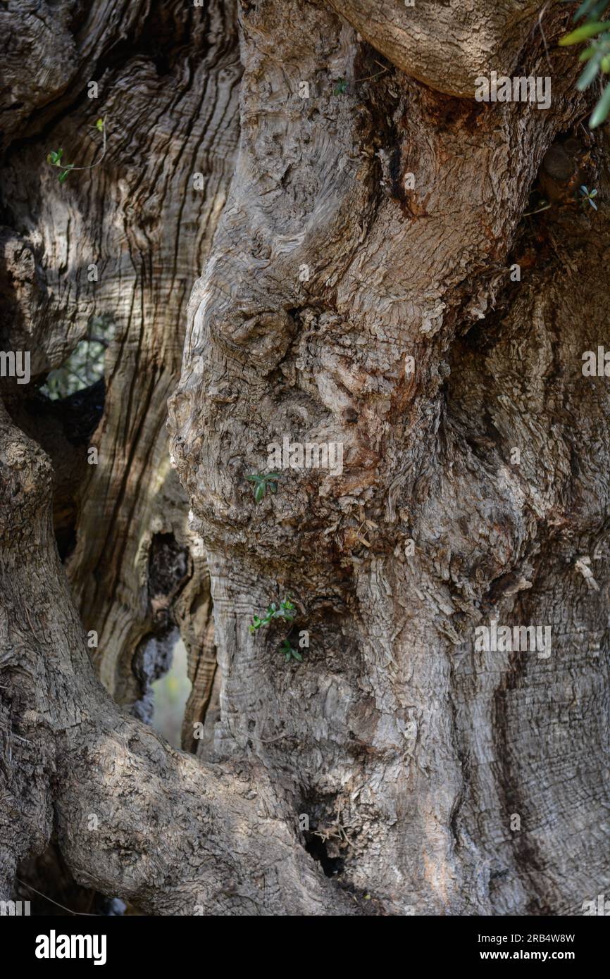 Consistenza di un tronco e di un antico olivo Foto Stock