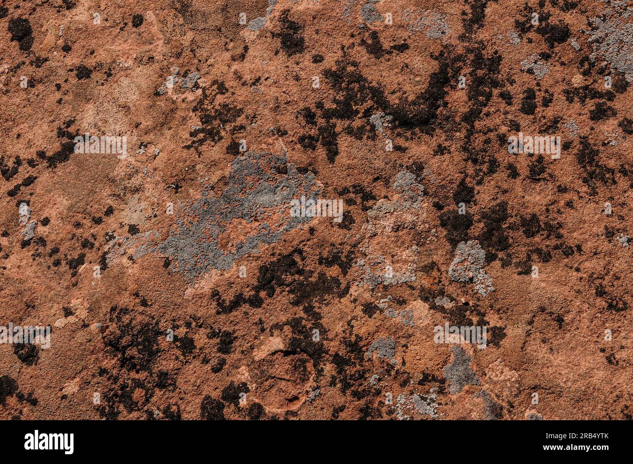 Licheni colorati che crescono sulle rocce al Colorado National Monument Foto Stock