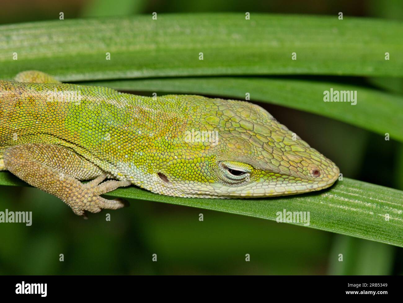 Lucertola anolica verde (Anolis carolinensis) riposa in erba alta durante le ore notturne a Houston, Texas. Profilo testa con messa a fuoco selettiva. Foto Stock