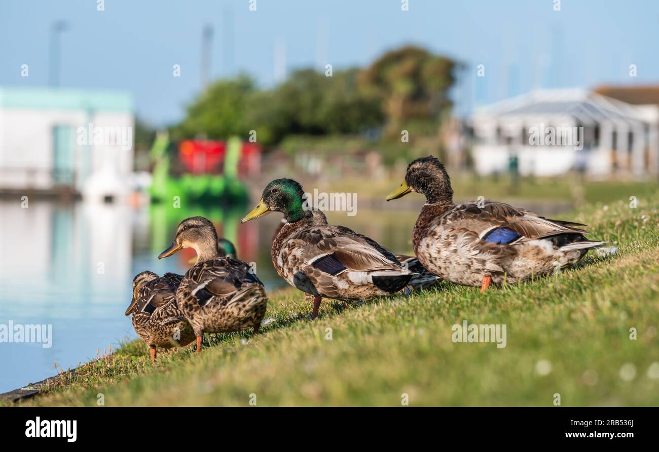 Diversi anatre Mallard (Anas platyrhynchos) sedevano e si trovavano in piedi su una sponda d'erba vicino a un lago in estate a Mewsbrook Park, Littlehampton, West Sussex, Regno Unito. Foto Stock