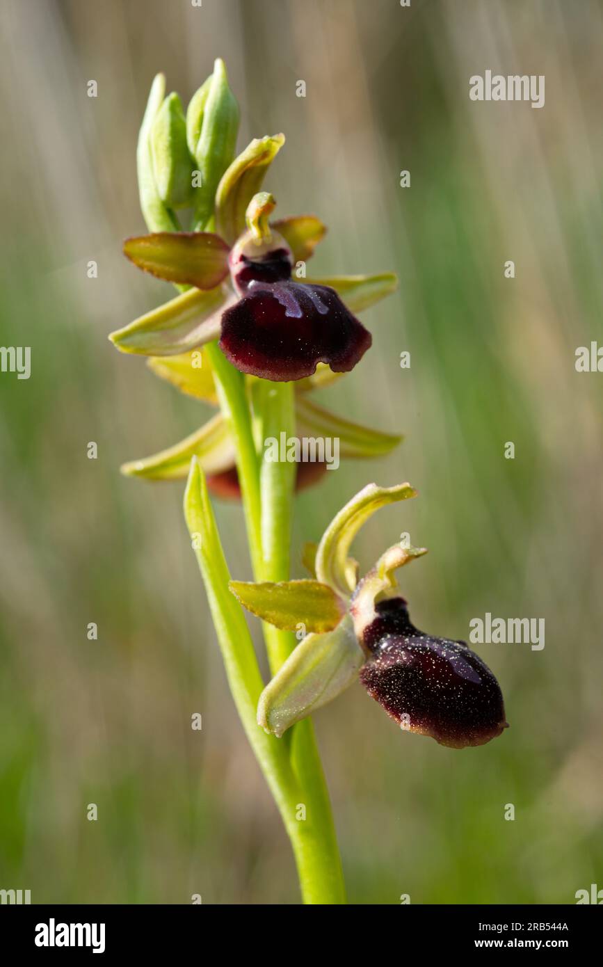 Foto de la orquidea Ophrys fusca (Abejera negra), immagine di Ophrys fusca ( orchidea cupa) orchidea. Foto Stock