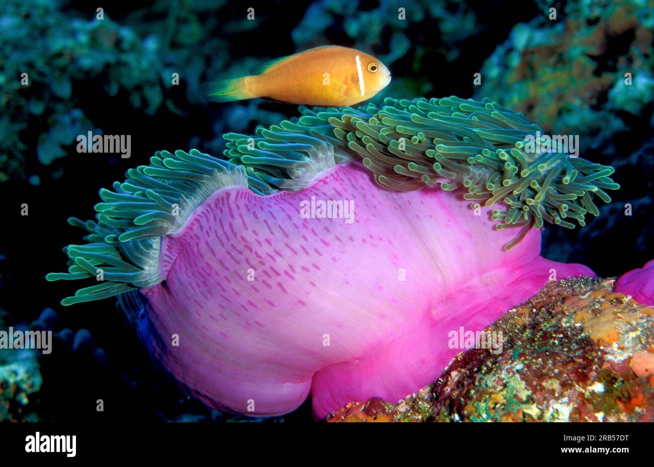 Anemonefish maldive (nigripes anfiprion) sul magnifico mare ospite Anemone (Heteractis magnifica) Foto Stock