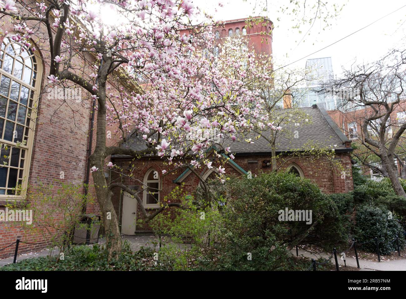 Magnolia Blooming al St Luke in the Fields Garden Foto Stock