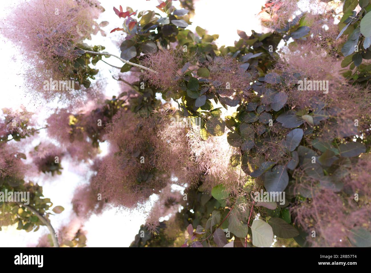 Smoketree in fiore Foto Stock