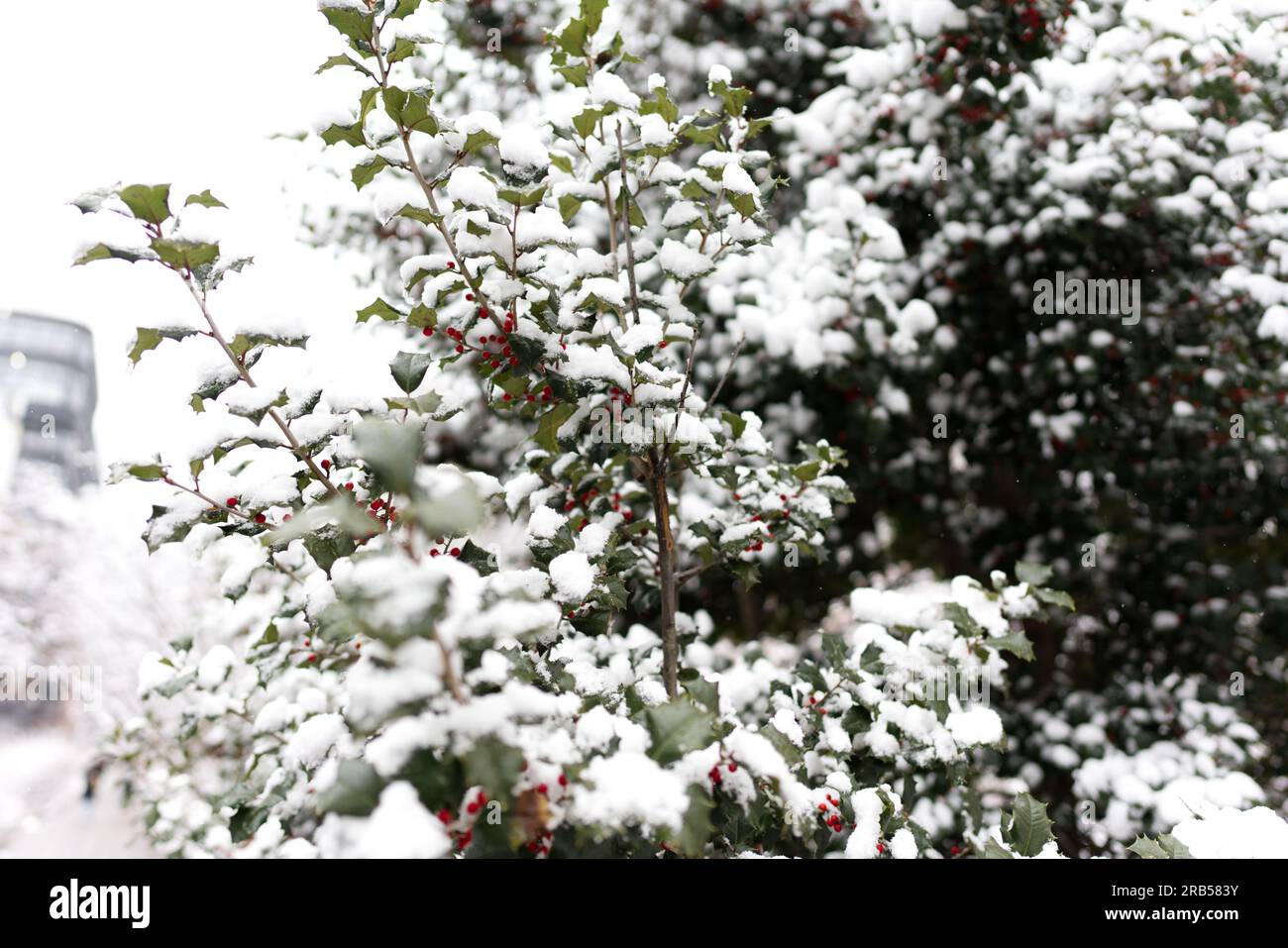 American Holly Foto Stock