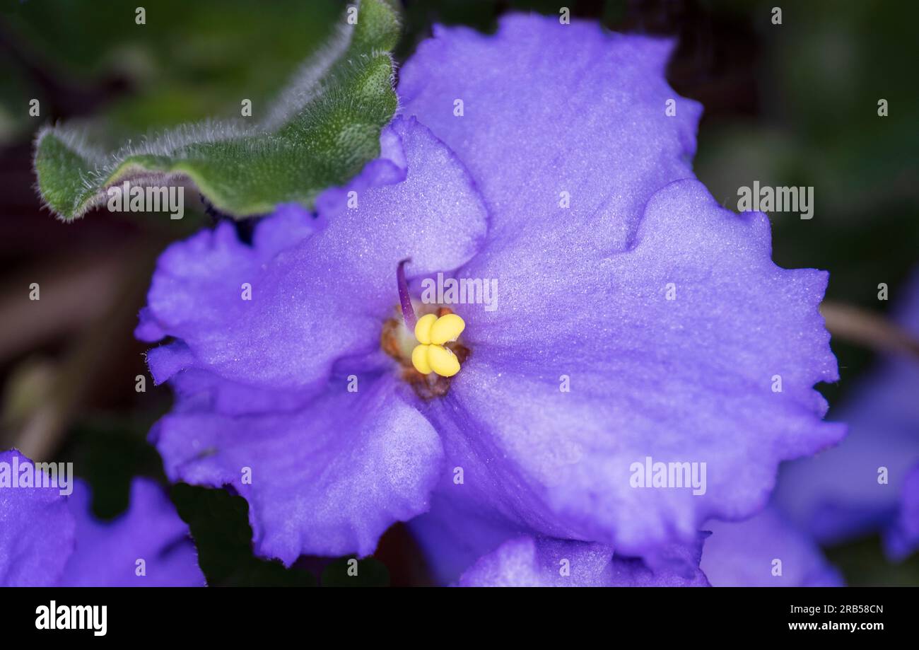 Macro primo piano di un fiore violetto africano di colore blu scuro in fiore Foto Stock