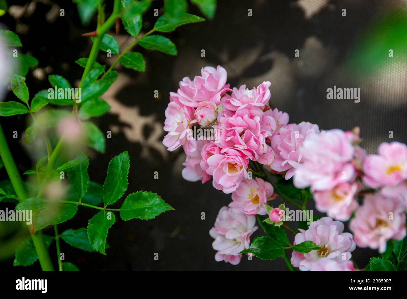 Bel Bush di rose in giardino, rose per San Valentino. Primo piano di una rosa su sfondo verde scuro. Foto di alta qualità Foto Stock