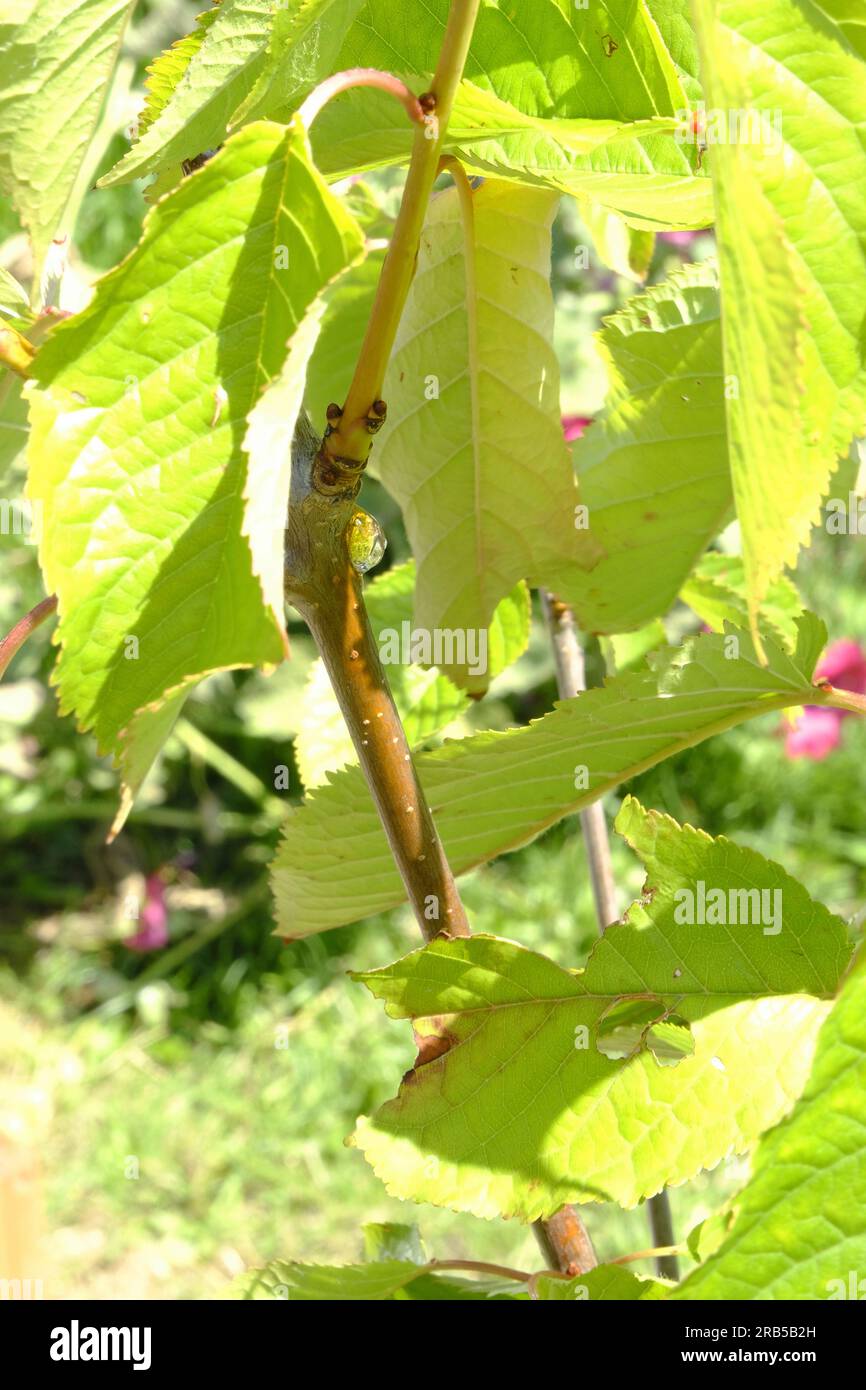 Crescita della gummosi sul giovane albero di ciliegio Foto Stock