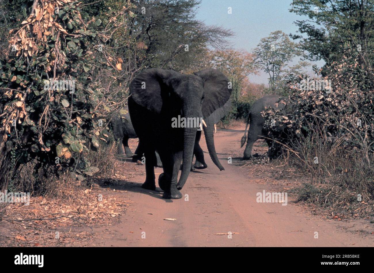 Elefanti. Liwonde National Park. Malawi Foto Stock