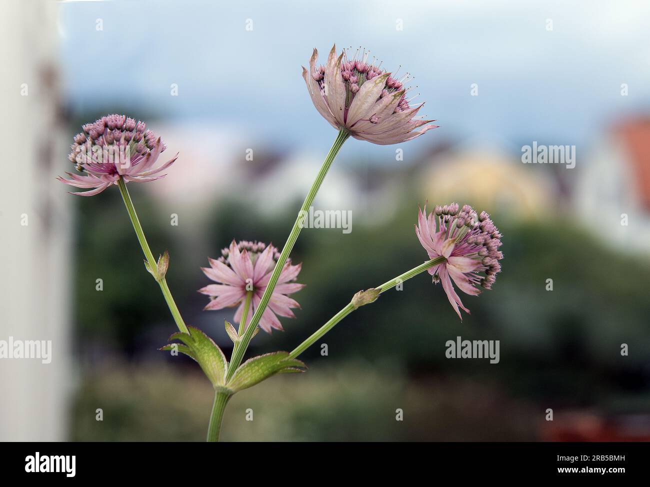 Grande Masterwort, Astrantia major Foto Stock