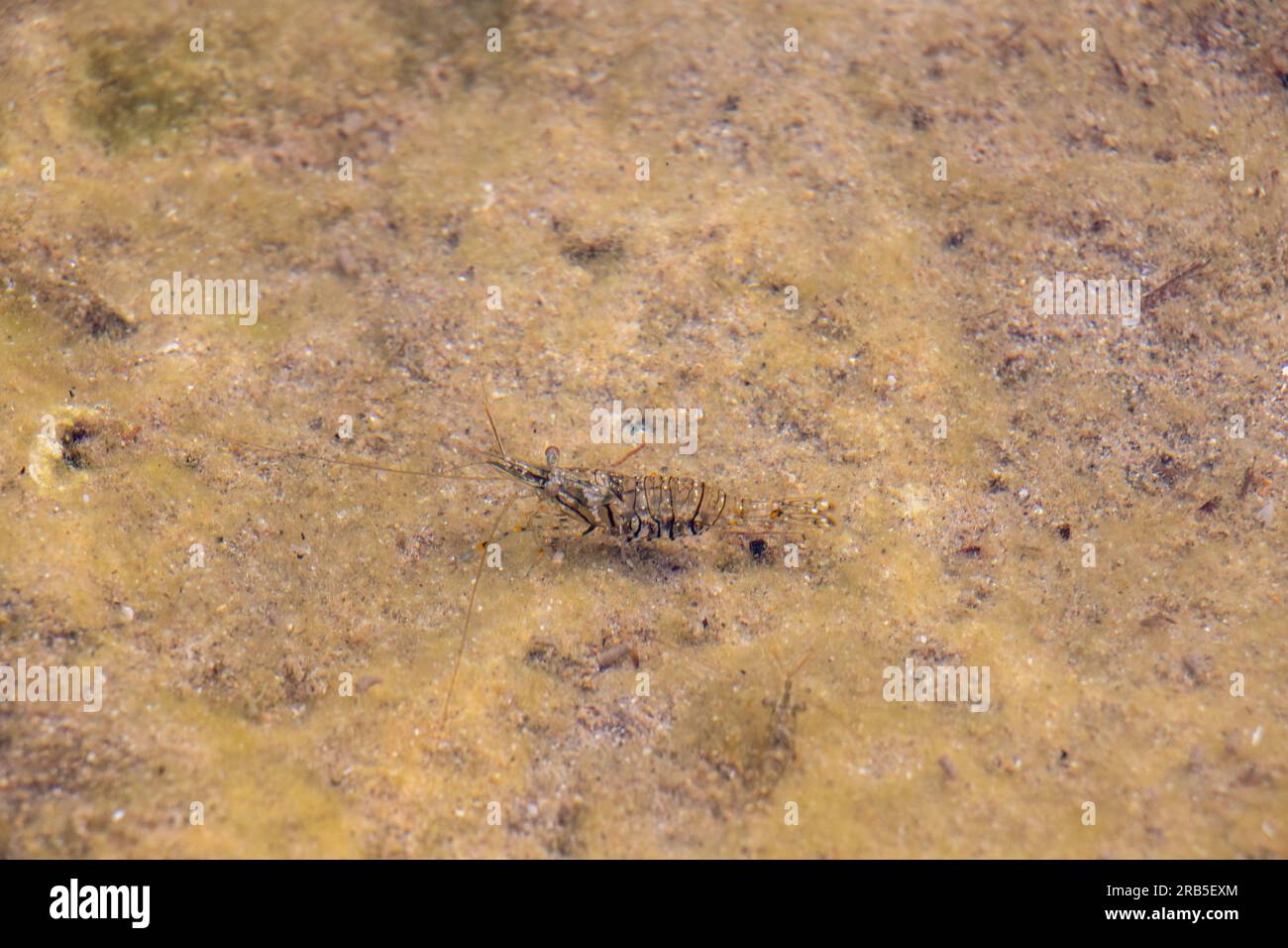 Palaemon: Creatura acquatica nella natura selvaggia Foto Stock