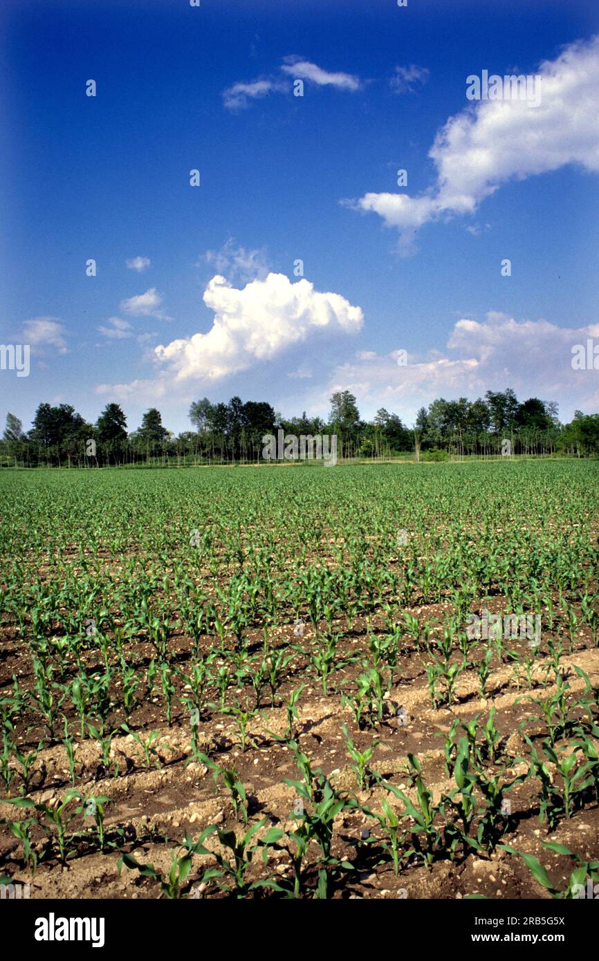 Cornfield Foto Stock