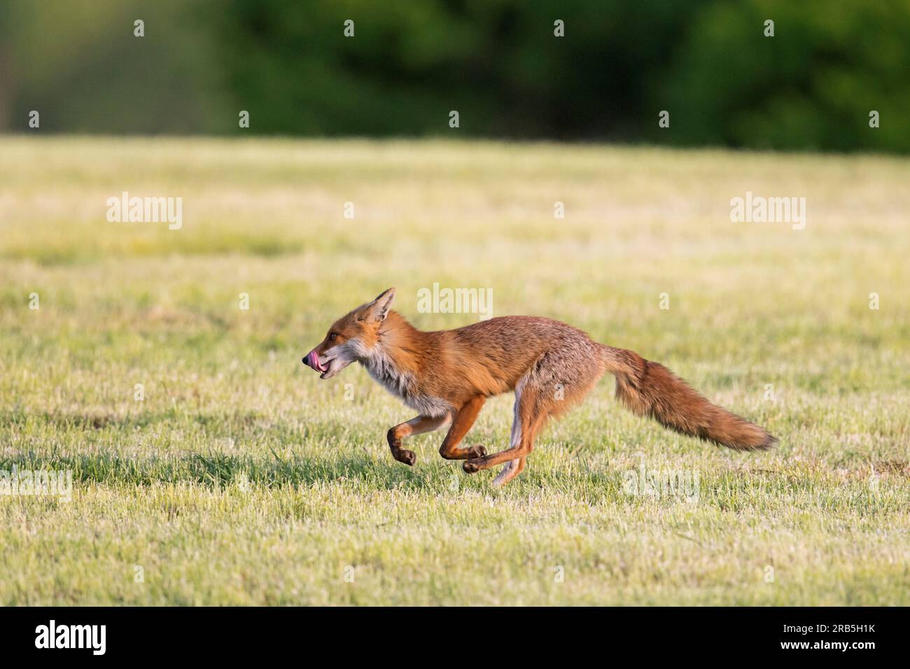Volpe rossa solitaria (Vulpes vulpes) che attraversa prati appena falciati / prati tagliati in estate Foto Stock