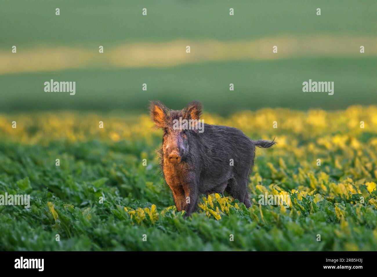 Semina solitaria di cinghiale (Sus scrofa) / allevamento di femmine in campo di barbabietola da zucchero in estate Foto Stock
