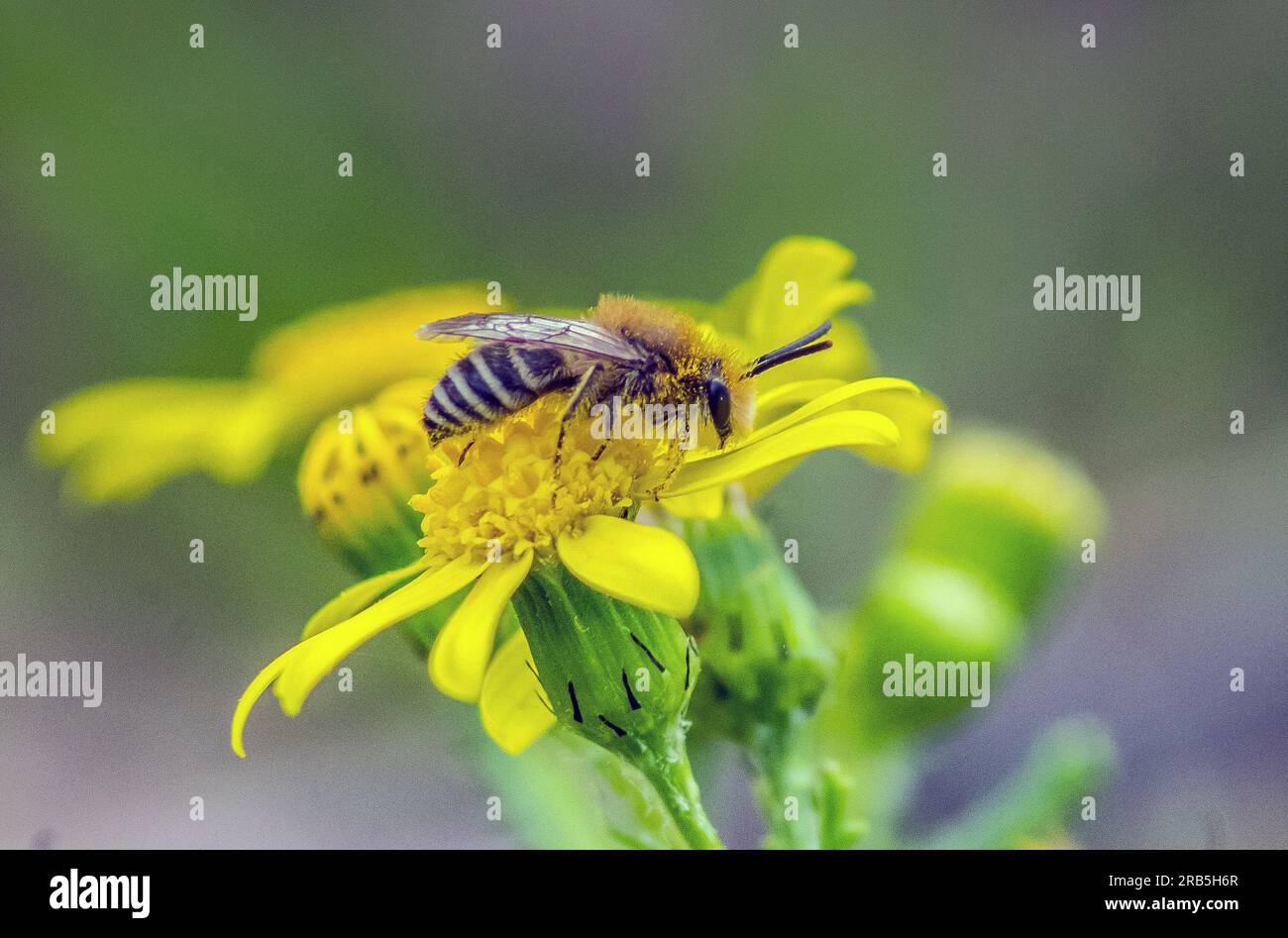 Macro Fotografia di un'ape di miele su un fiore Foto Stock