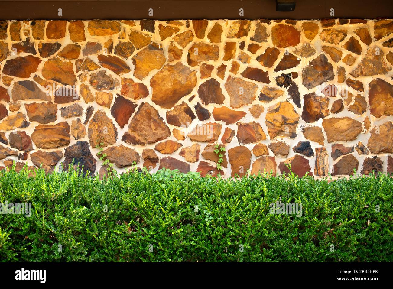 Siepe in legno a scatola davanti allo sfondo della parete in pietra Foto Stock
