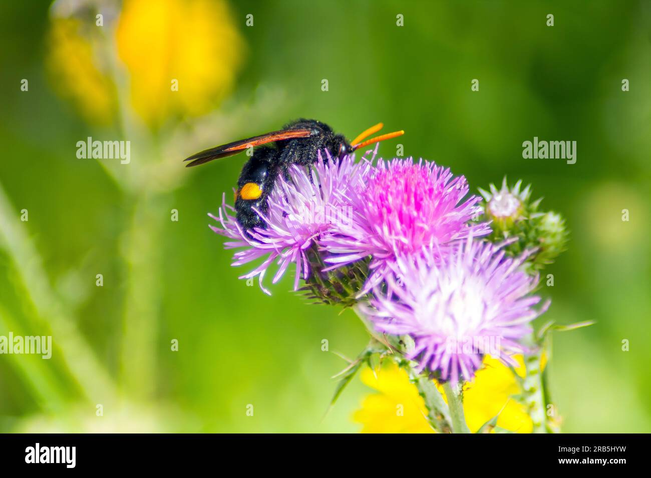 Catturare l'eleganza della natura: Macro Fotografia di insetti Megascolia maculata su un fiore Foto Stock