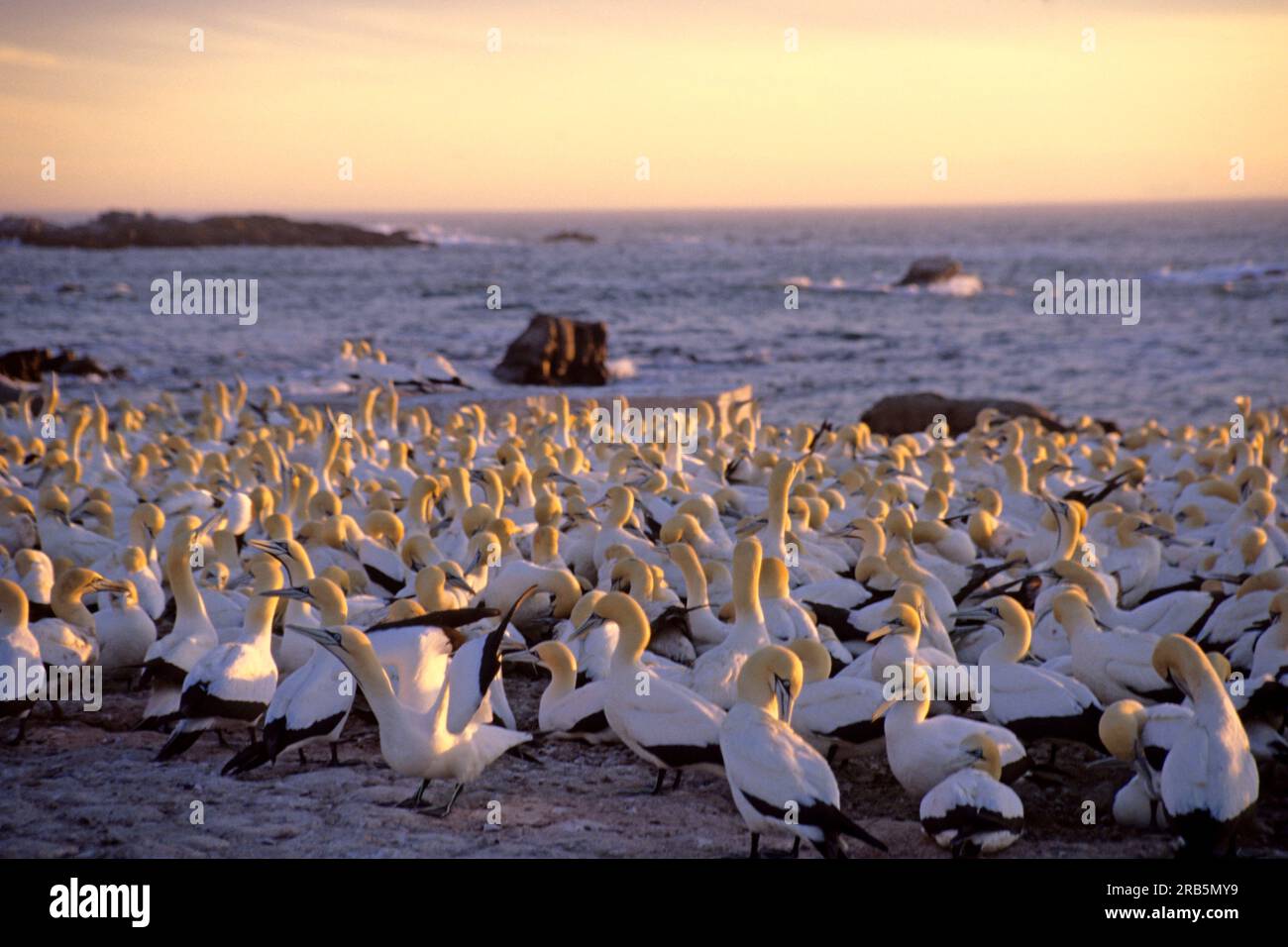 Gabbiani sul mare Foto Stock