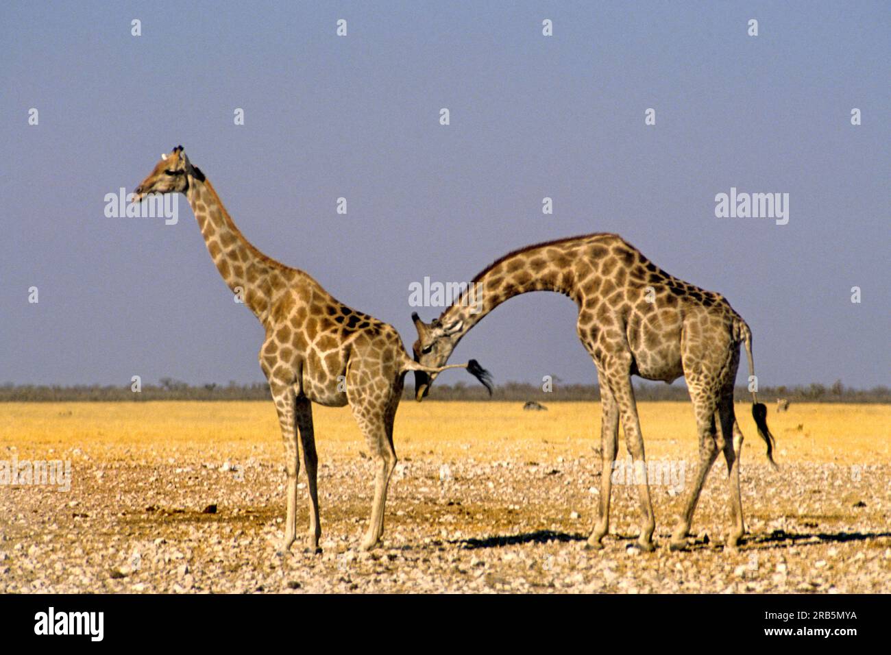 Giraffe. Africa Foto Stock