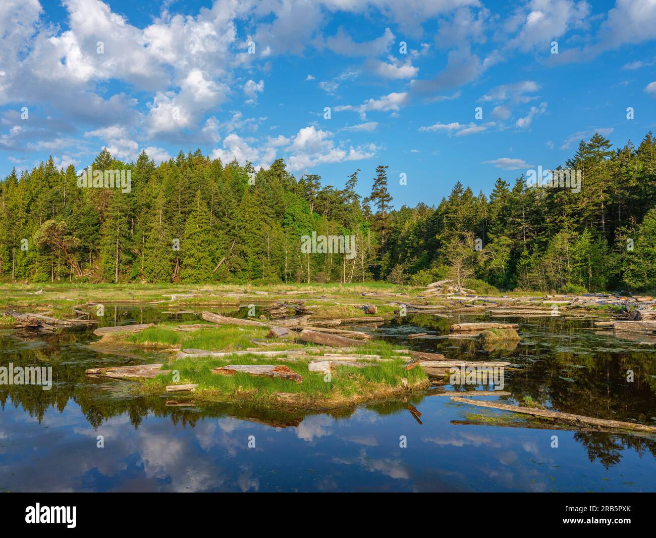 La palude salata nelle Isole Gulf nella Columbia Britannica sudoccidentale Foto Stock