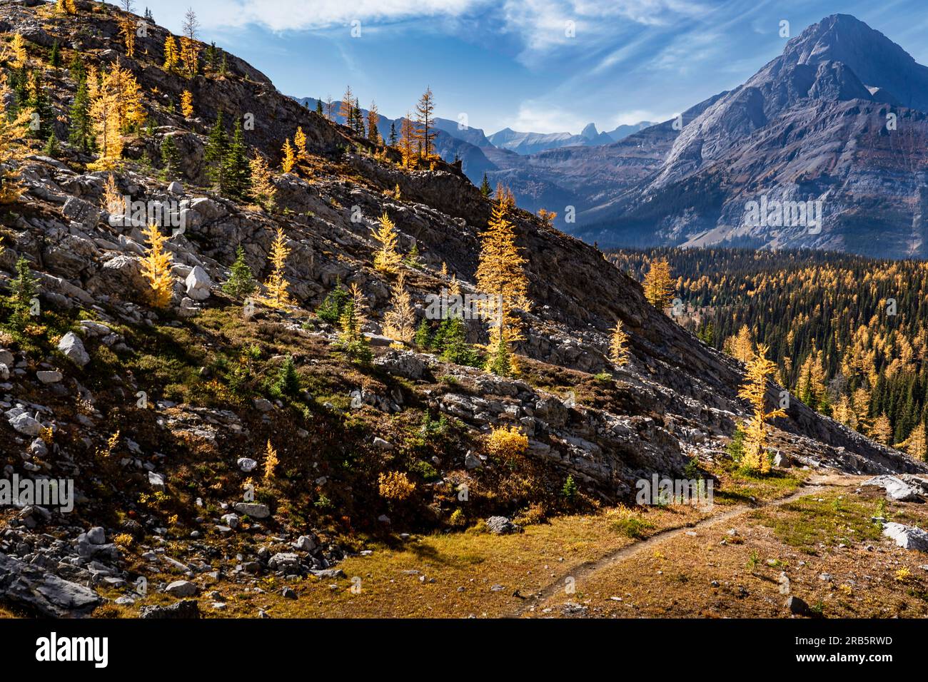 Larici di montagna dai colori autunnali che si affacciano su una valle delle Montagne Rocciose canadesi nel Peter Lougheed Provincial Park, Alberta, lungo il sentiero escursionistico del lago Chest Foto Stock