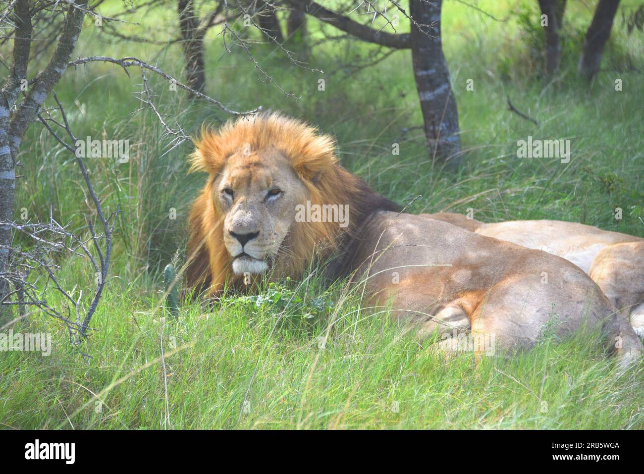 Primo piano di grande formato di un bellissimo leone selvatico che si rilassa in erba alta sotto un albero accanto al suo compagno. Girato durante un safari in Sud Africa. Foto Stock