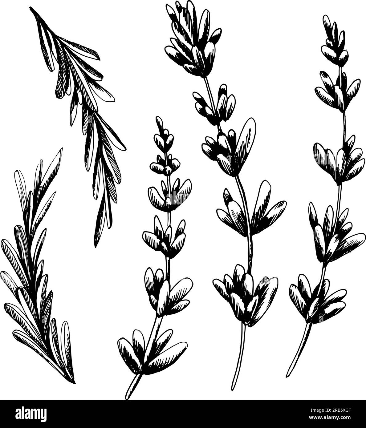 Rametti, fiori e foglie di lavanda in bianco e nero. Illustrazione grafica lineare, disegnata a mano. Vettoriale, EPS. Set di oggetti isolati su un bianco Illustrazione Vettoriale