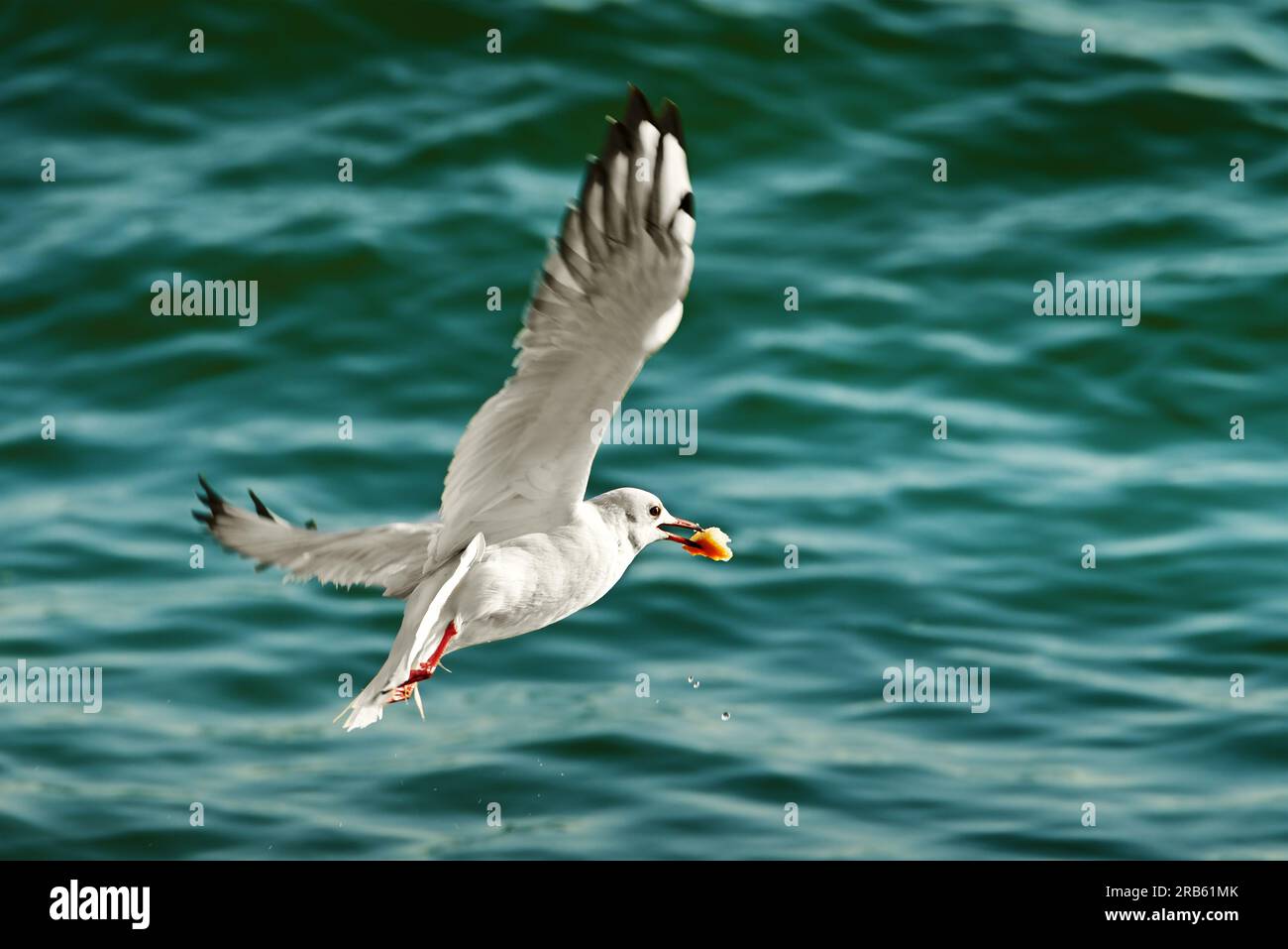 Seagull con il cibo nel becco Foto Stock