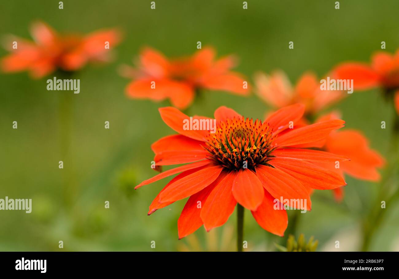 Sombrero® Adobe Orange Coneflower (ibrido Echinacea) Foto Stock