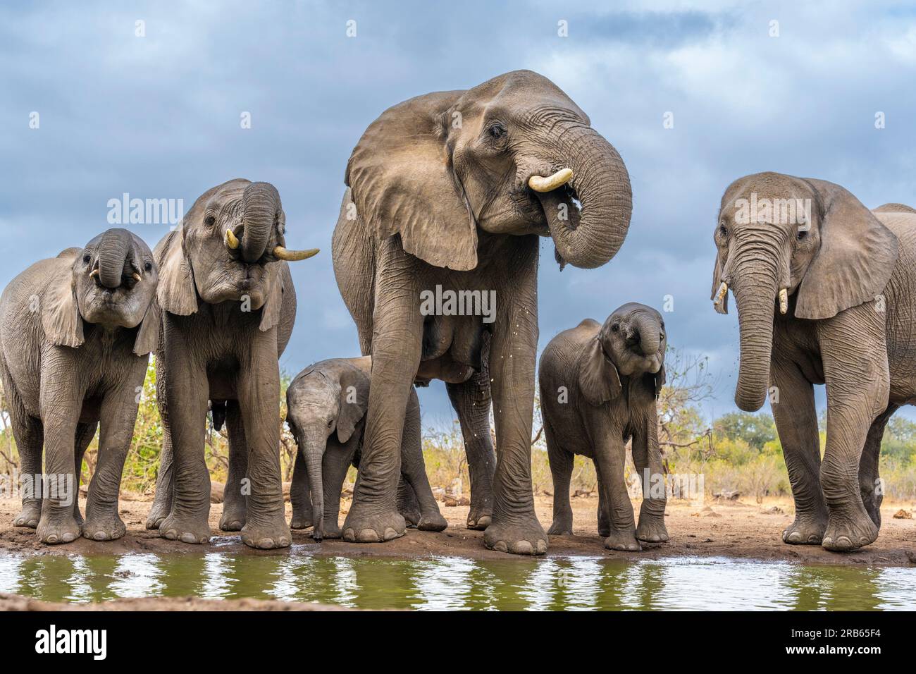 Elefanti Afican presso la riserva di caccia Mashatu Euphorbia in Botswana. Foto Stock