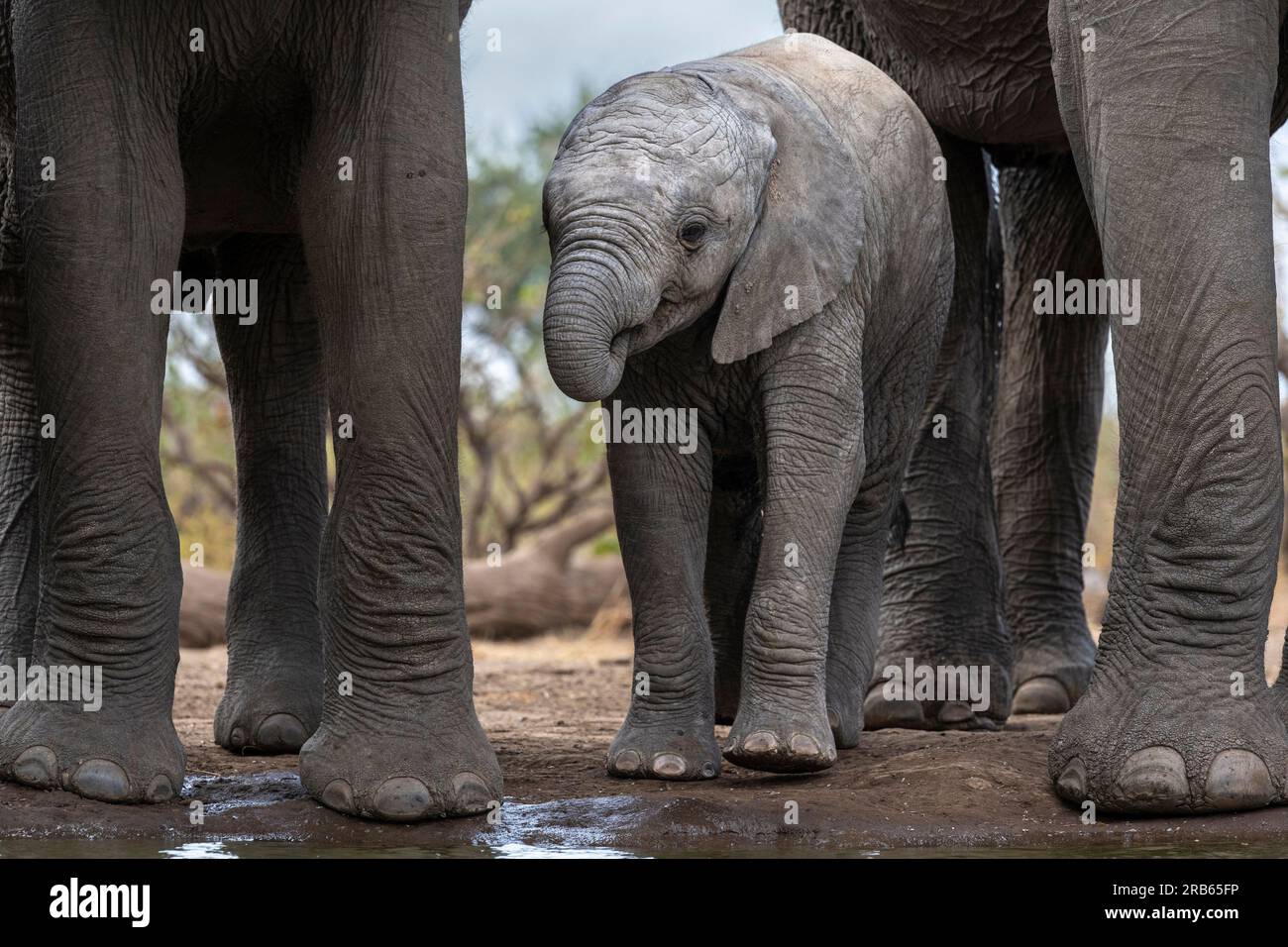 Elefanti Afican presso la riserva di caccia Mashatu Euphorbia in Botswana. Foto Stock